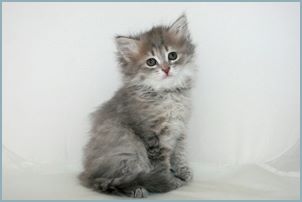 Female Siberian Kitten from Deedlebug Siberians